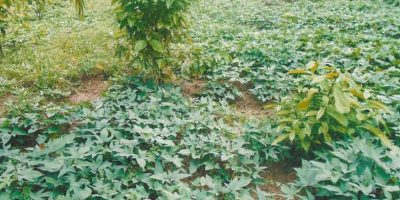 cover-6149.jpg